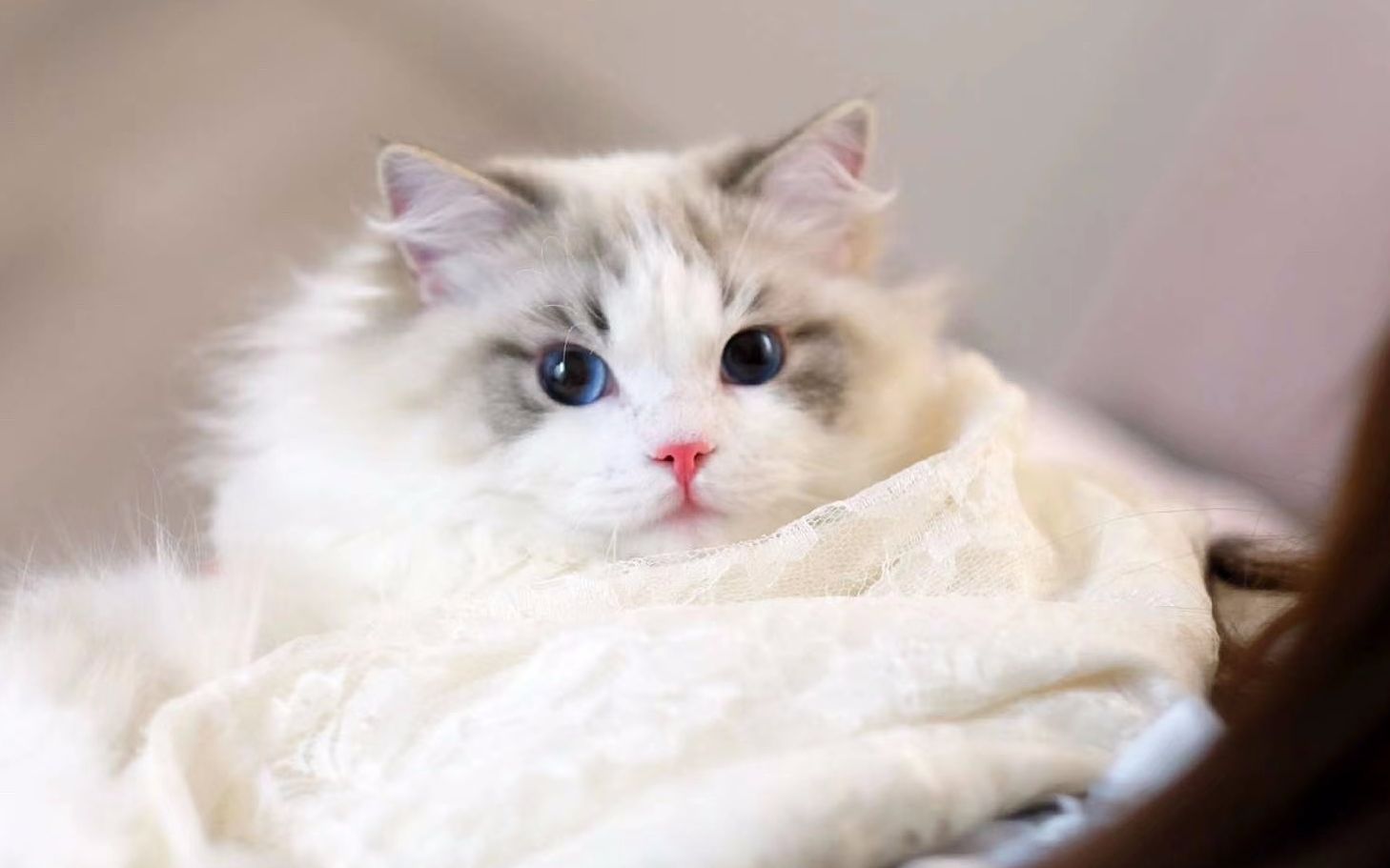 布偶猫养只布偶猫就像有个女朋友一样