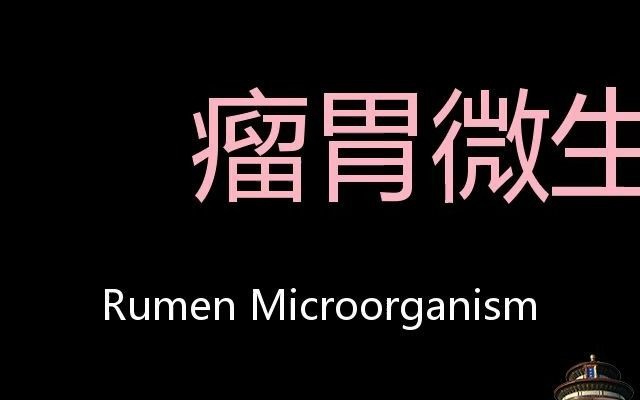 瘤胃微生物 Chinese Pronunciation Rumen Microorganism哔哩哔哩bilibili