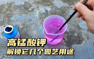 Descargar video: 高锰酸钾，你未解锁的几个用途，家庭园艺万能杀菌药