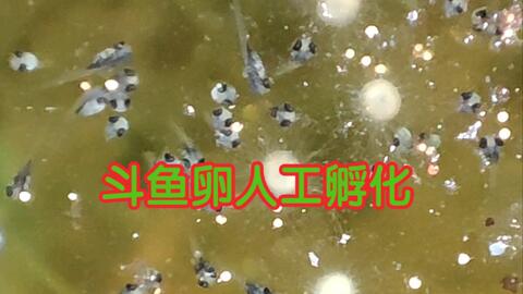 泰国斗鱼 人工孵化鱼卵 二 挑坏卵 哔哩哔哩 泰国斗鱼 人工孵化鱼卵 二 挑坏卵 哔哩哔哩
