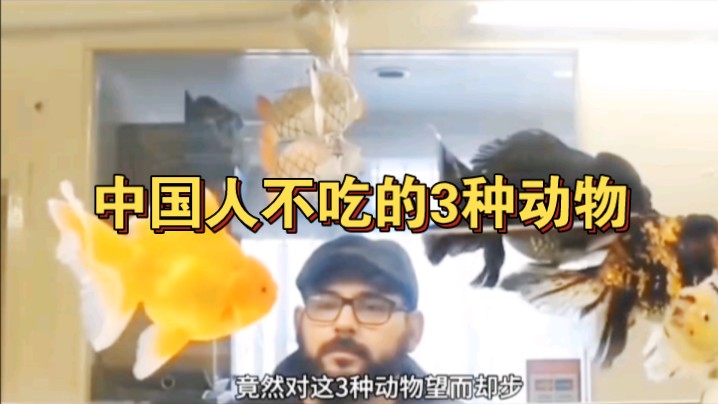 中国人为何不吃这三种动物?