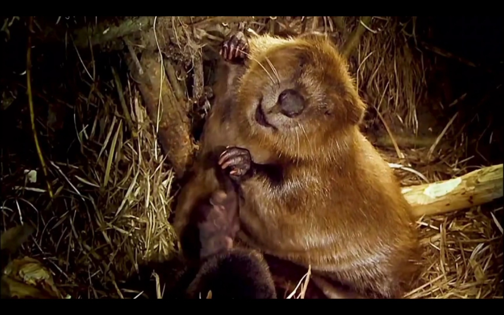 河狸宝宝超可爱,奶声奶气倔强又调皮