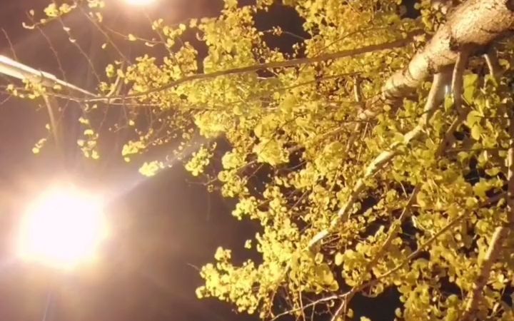 [图]【洞箫】夜半小月曲——吹箫人的任性是，半夜还可以在马路边浅吹低吟