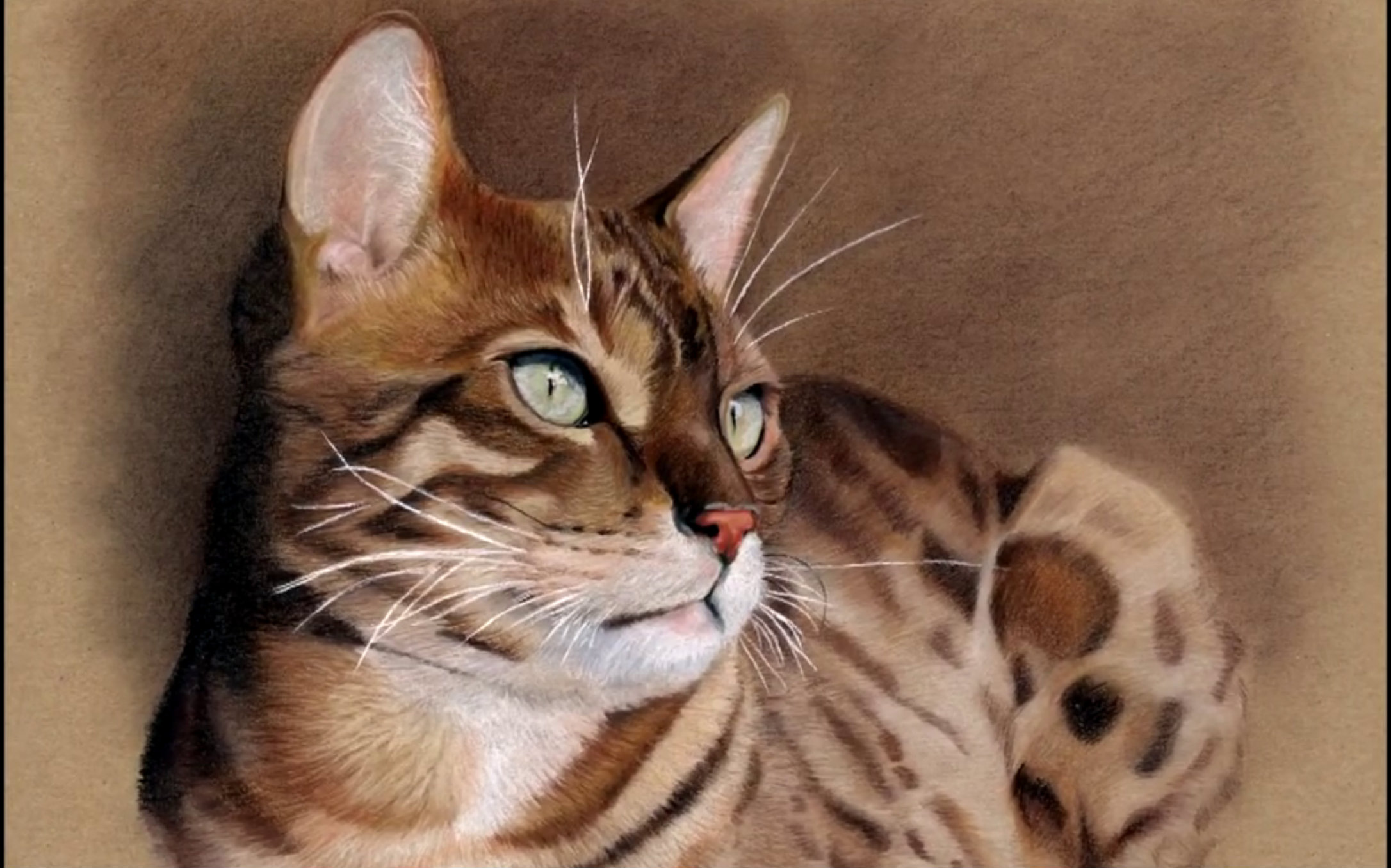 【绘画教学】粉彩画,漂亮的孟加拉猫"loki",作者jeanne dart(@米兰的