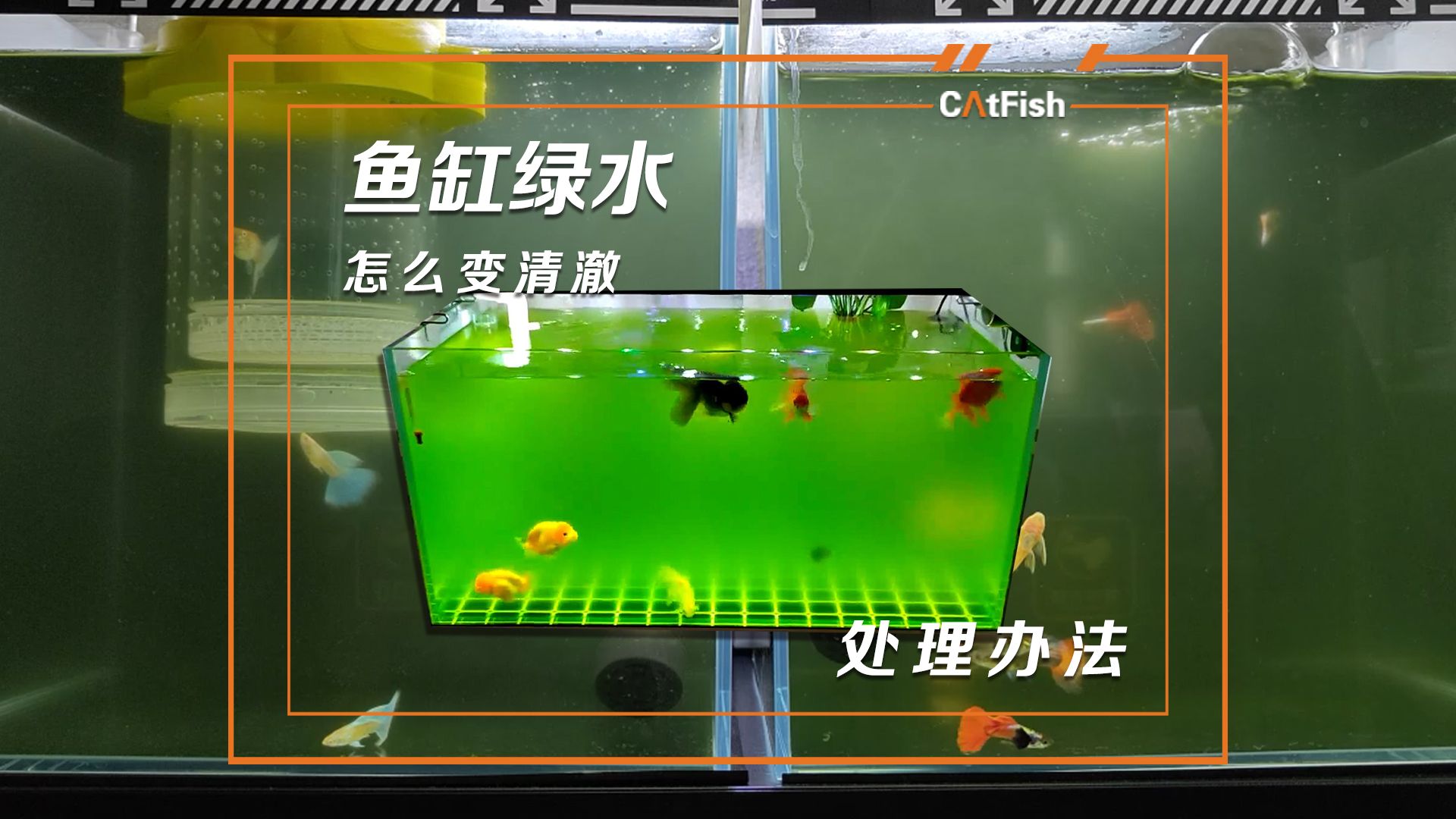 鱼缸绿水怎么办?不要慌!