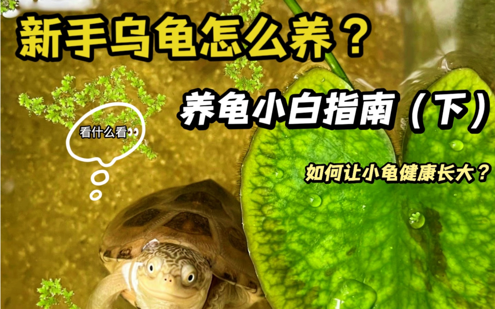 新手乌龟怎么养?养龟小白指南(下)