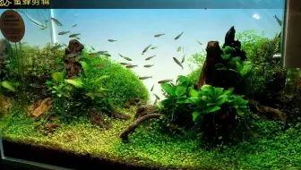 Ada造景缸还原亚马逊河底水草流木小型观赏鱼跟着小哥lady Go 哔哩哔哩 Bilibili