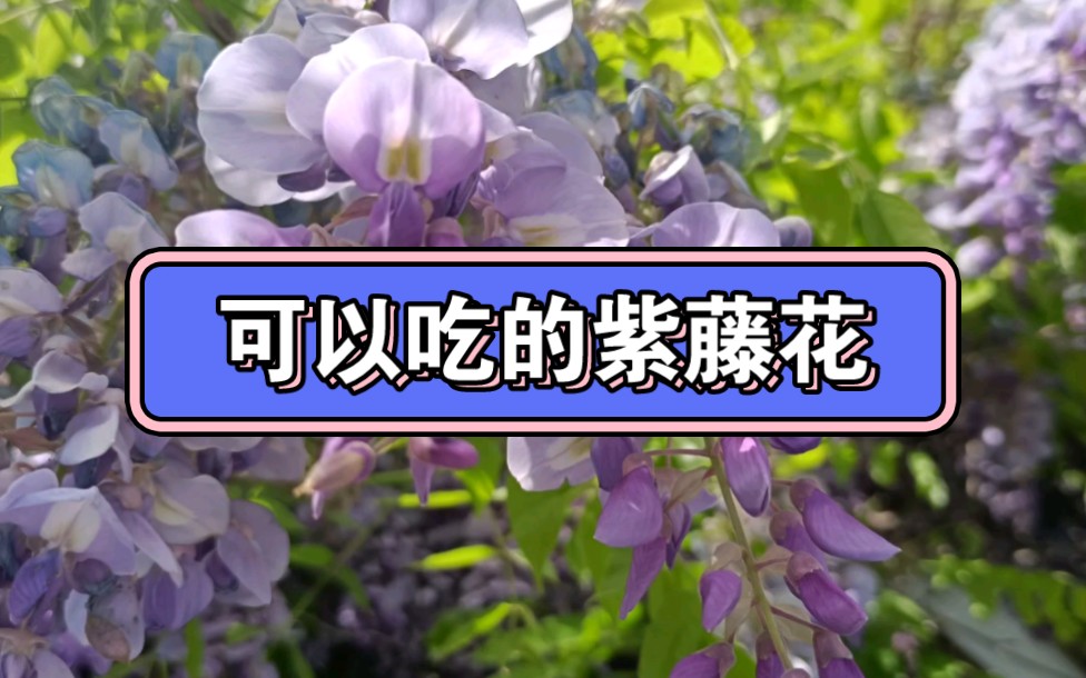 紫藤花这么好看,没想到还能吃.哔哩哔哩bilibili