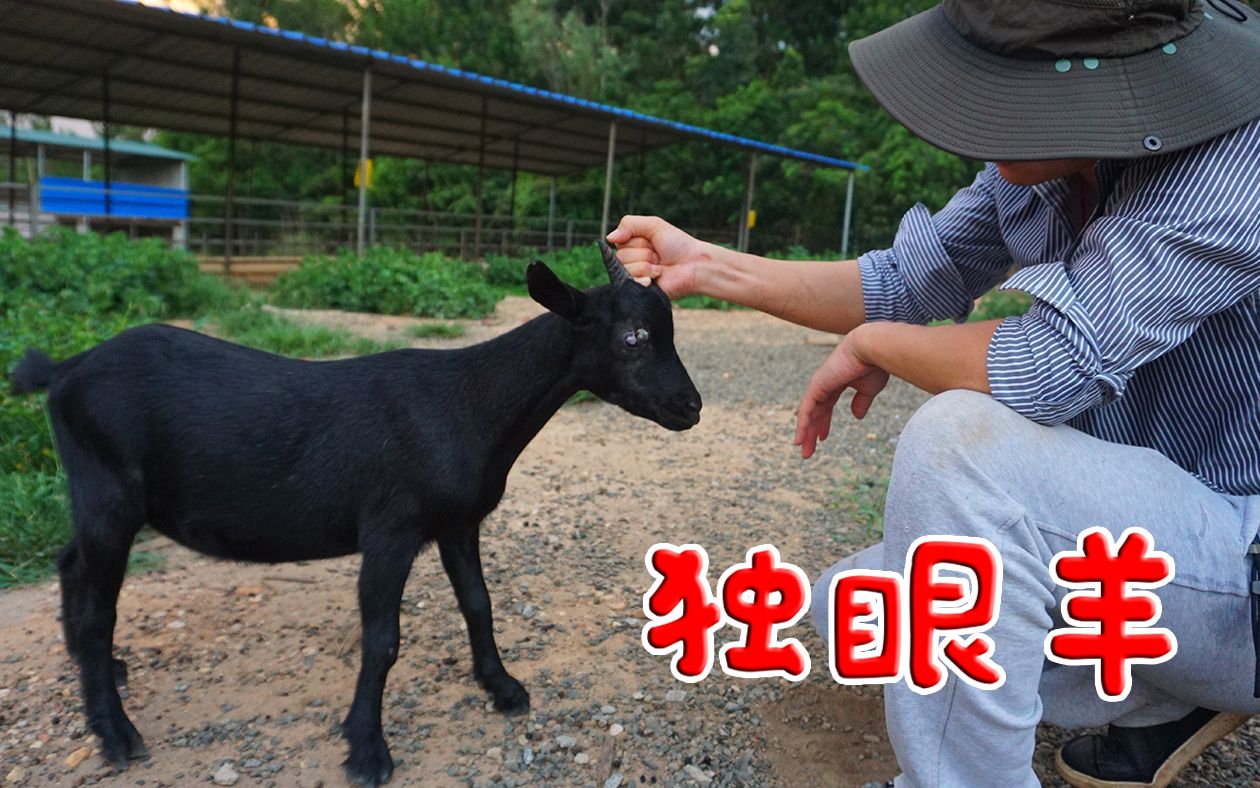 农村一头独眼羊被人用弹弓射瞎眼睛幸好有爱它的主人好心酸