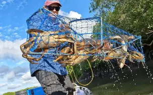 下载视频: 赶海捕捉极品大青蟹，一个蟹笼就能抓到四五只，这螃蟹太多了！