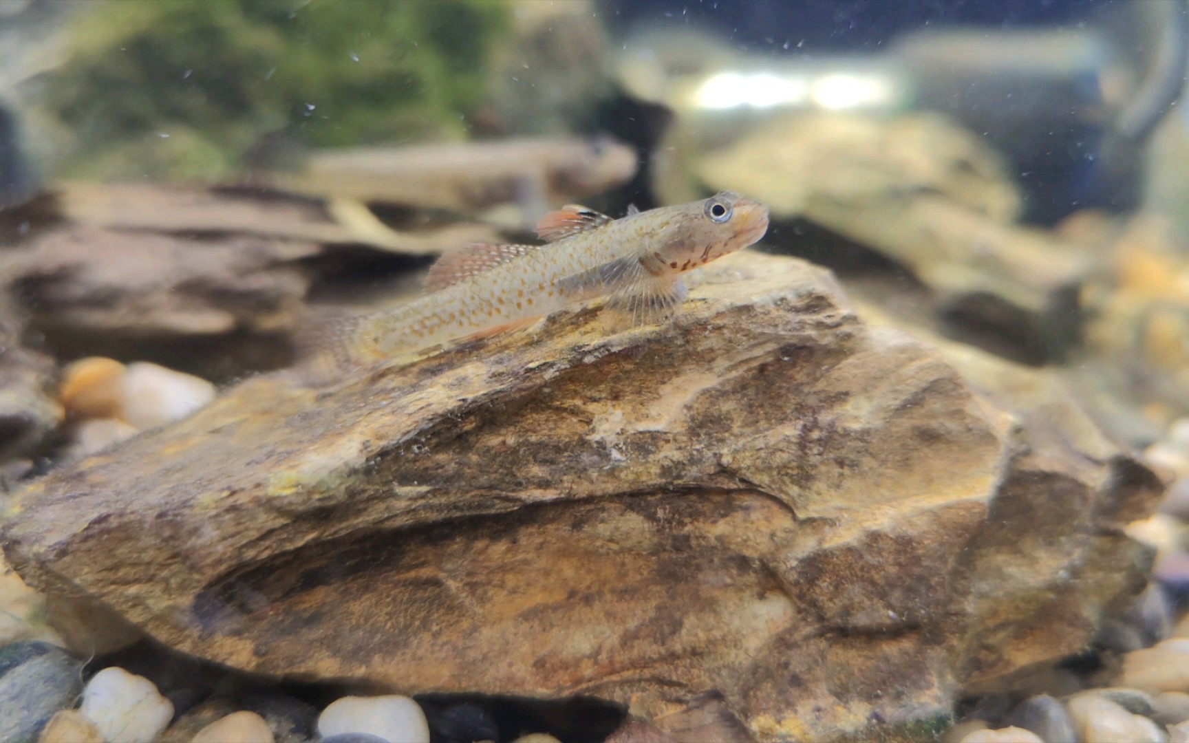 虎头虎脑,溪吻虾虎