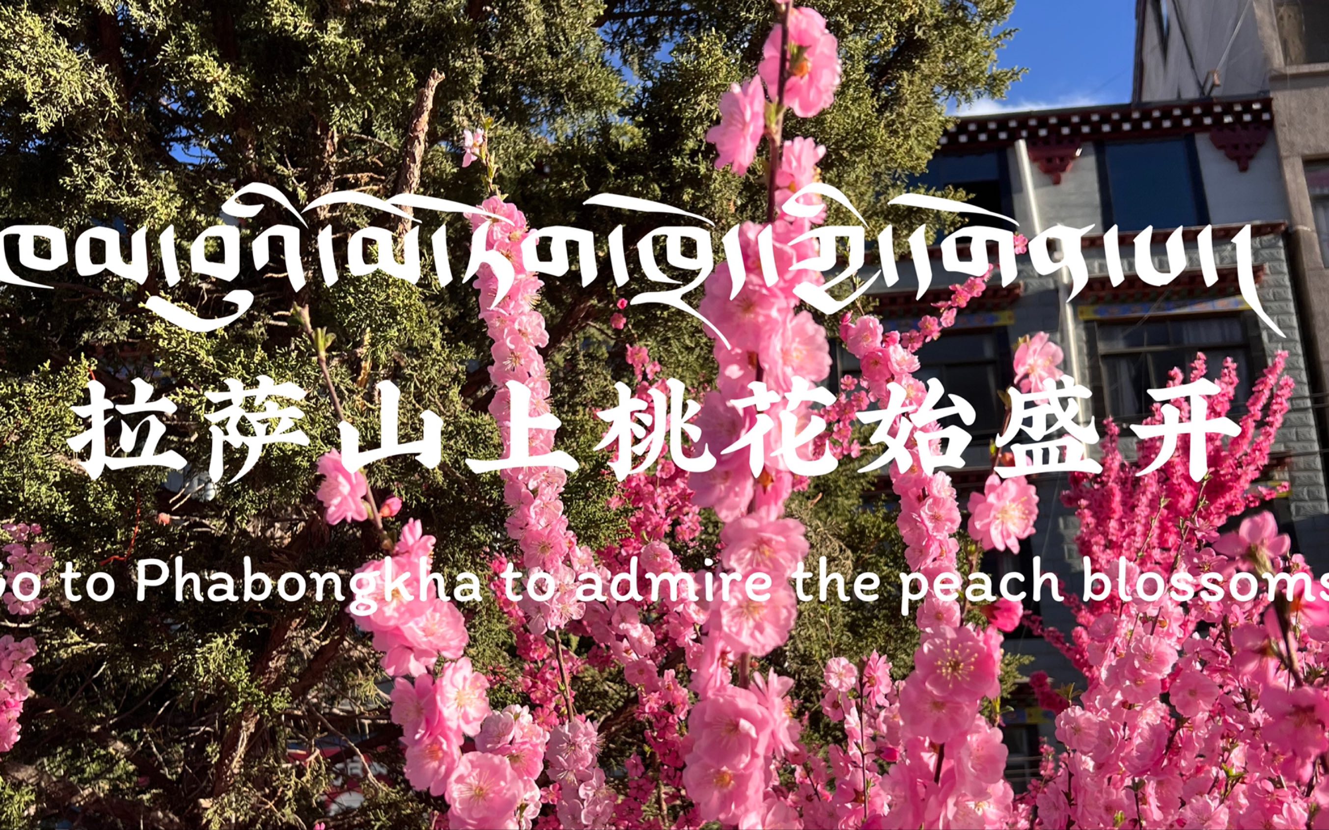 [图]芳菲尽时，西藏桃花始盛开｜帕崩喀Phabong Kha Monastery｜山间古寺的春色｜西藏vlog