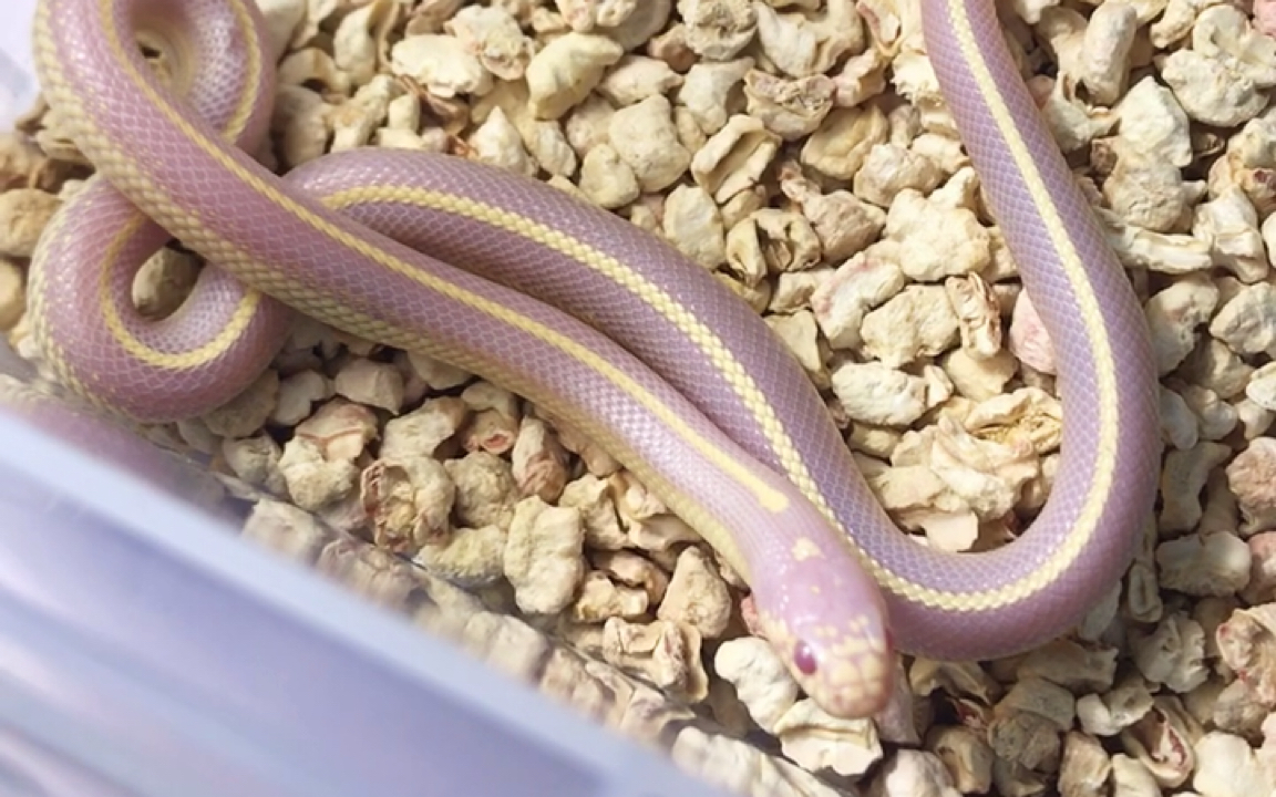 粉嫩嫩的白化sd王蛇宝宝有人喜欢吗?