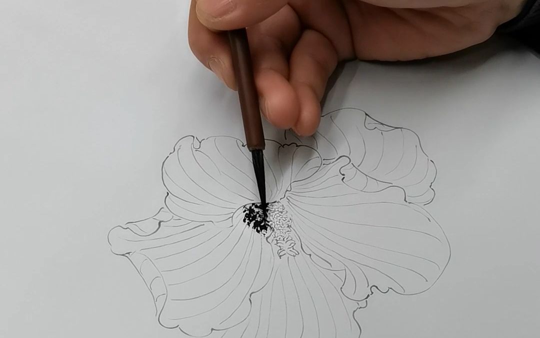 蒋才国画工笔画线描之蜀葵花含讲解