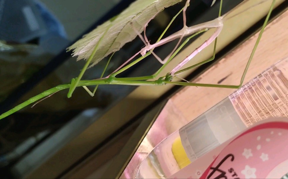 短肛竹节虫图片