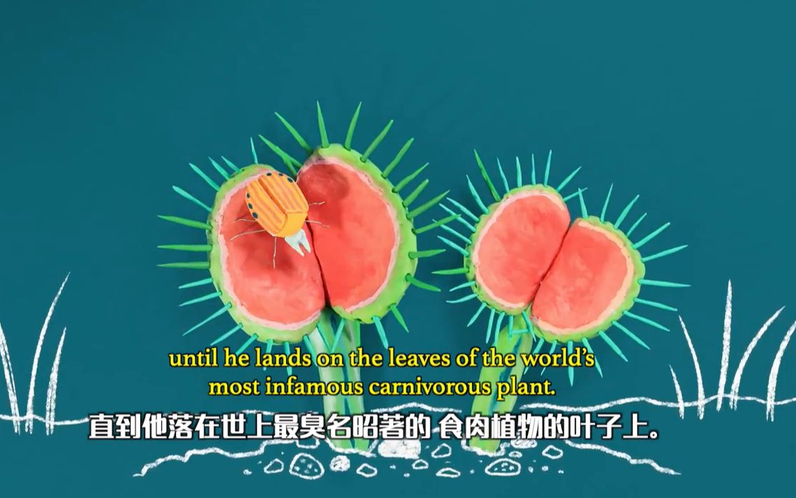 [图]「快科普」食肉植物 的野性世界【中英+可调字幕】The wild world of carnivorous plant