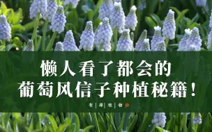 Download Video: 懒人看了都会的葡萄风信子种植秘籍！