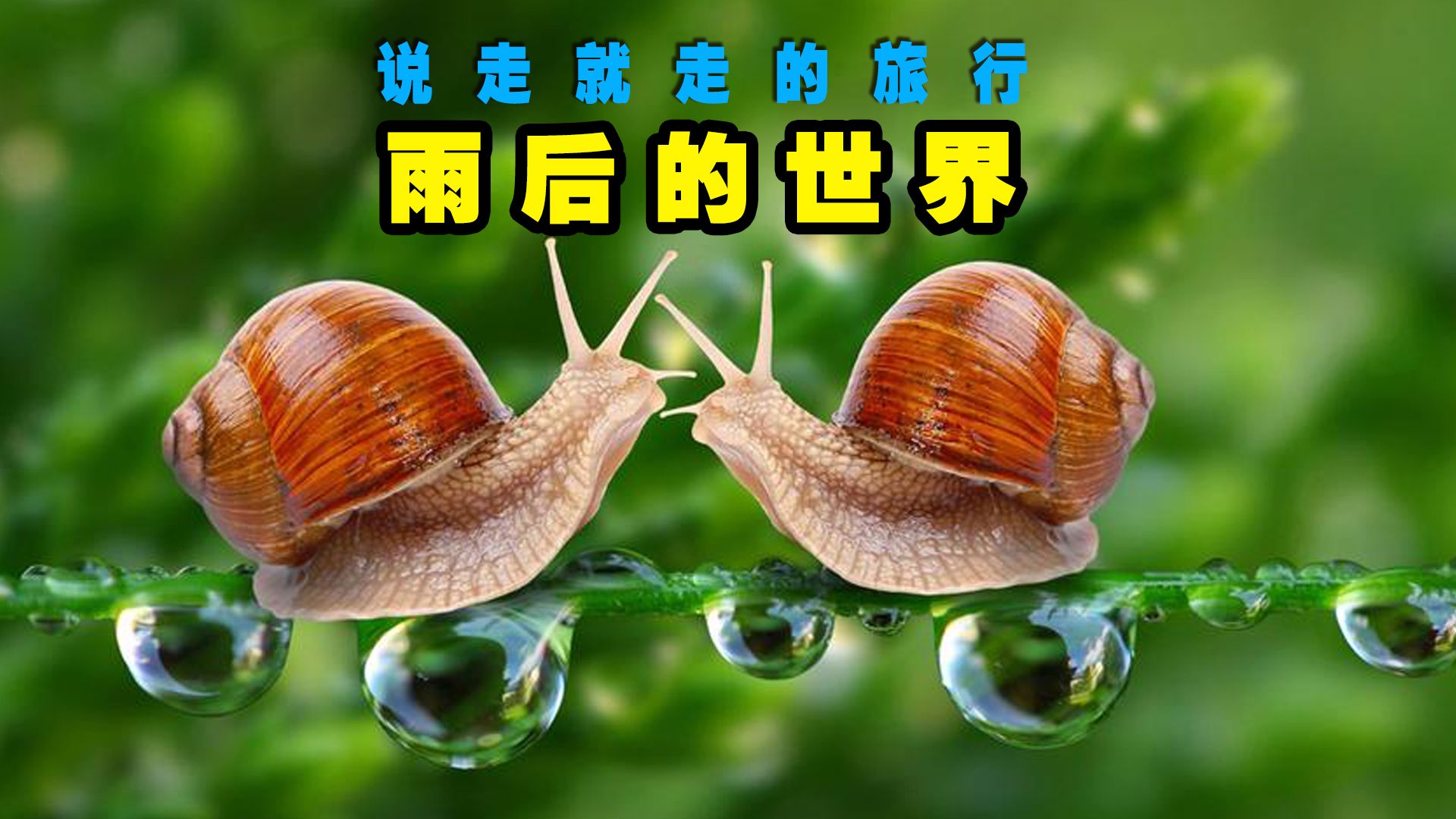 雨后见闻——蜗牛的世界