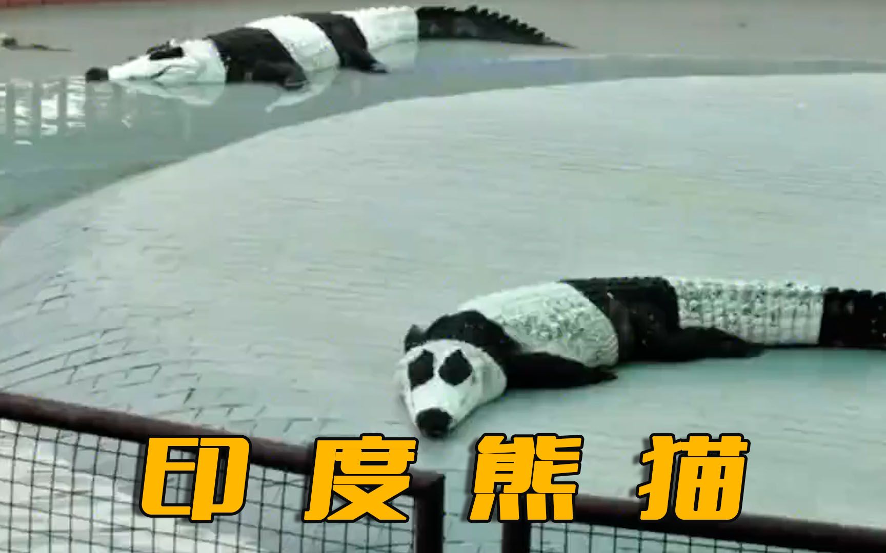 印度:我有自己国产熊猫了,鳄鱼:你理智点