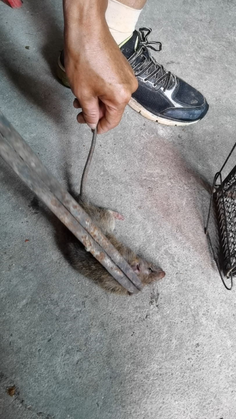 楼下坐着一只大黑耗子