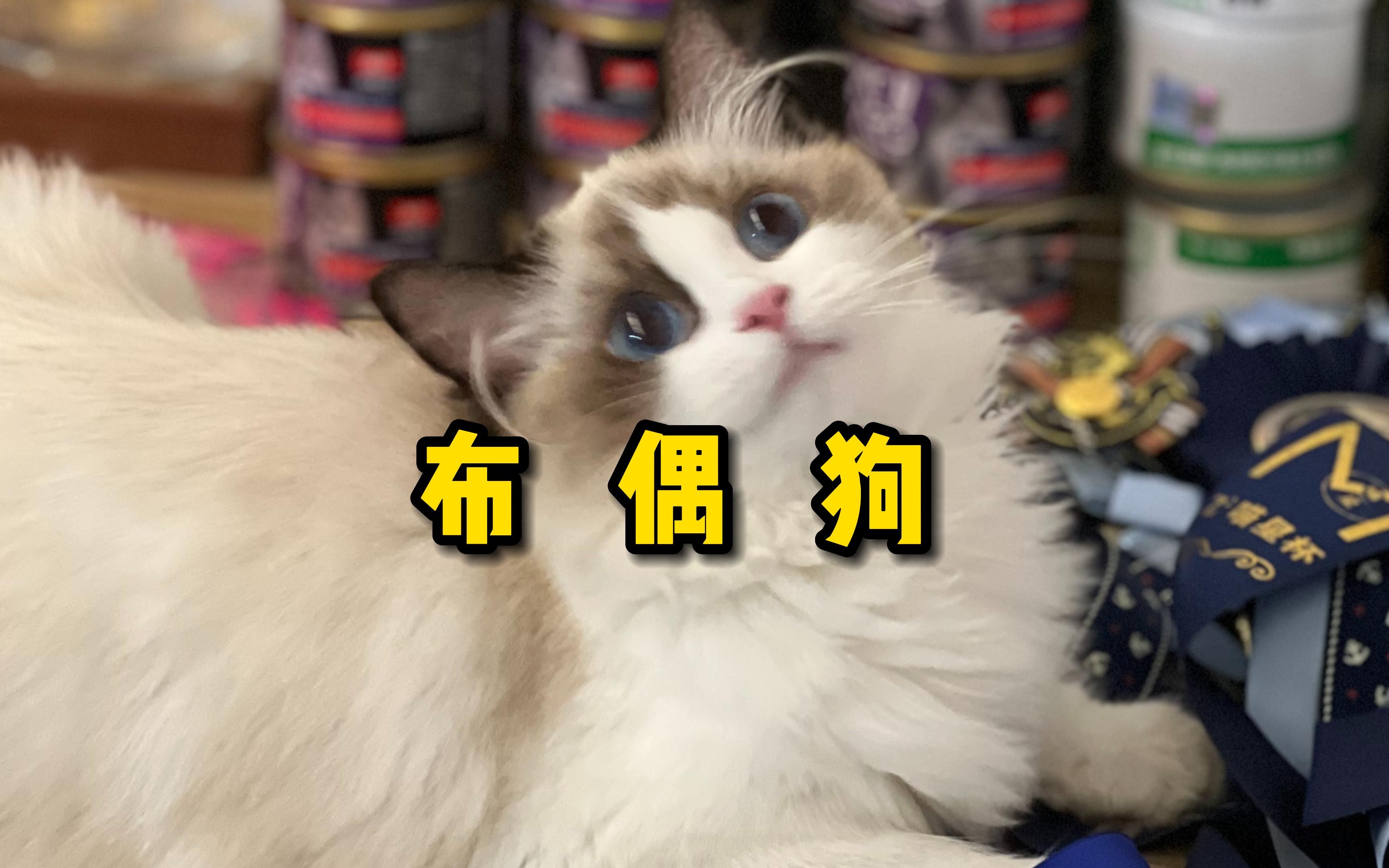 [图]千万别养布偶猫‼️ 因为...