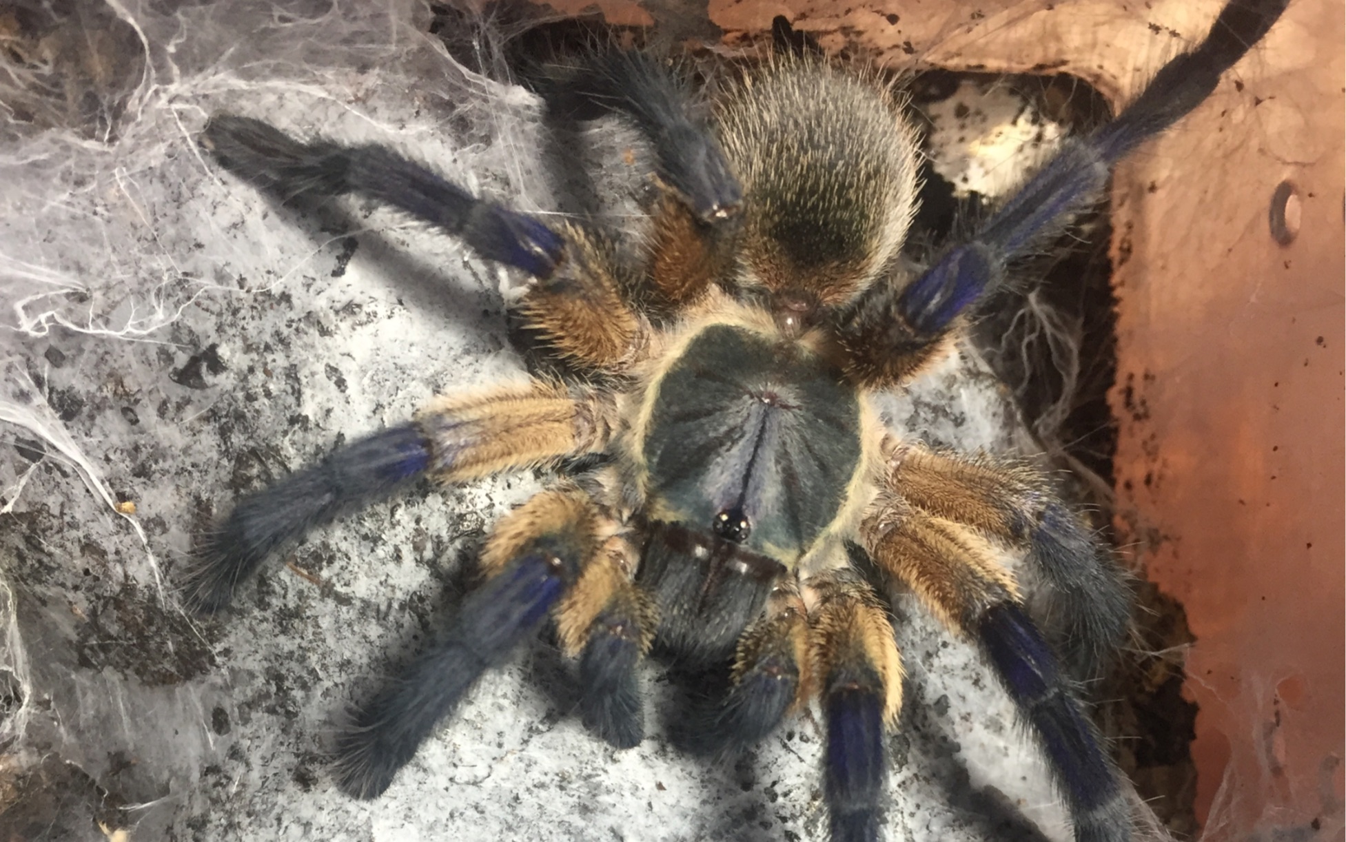 【捕鸟蛛】monocentropus balfouri(梦幻蓝巴布蜘蛛)展示视频 超凶