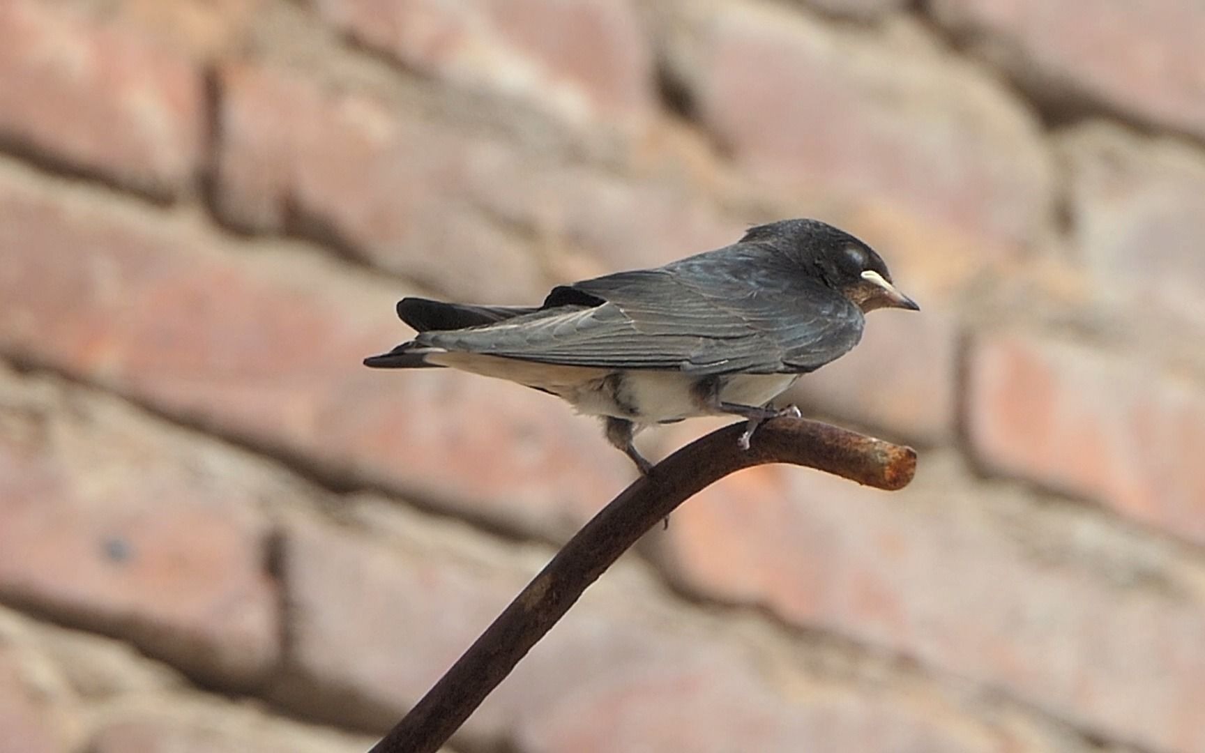 燕子宝宝站姿铁棍子