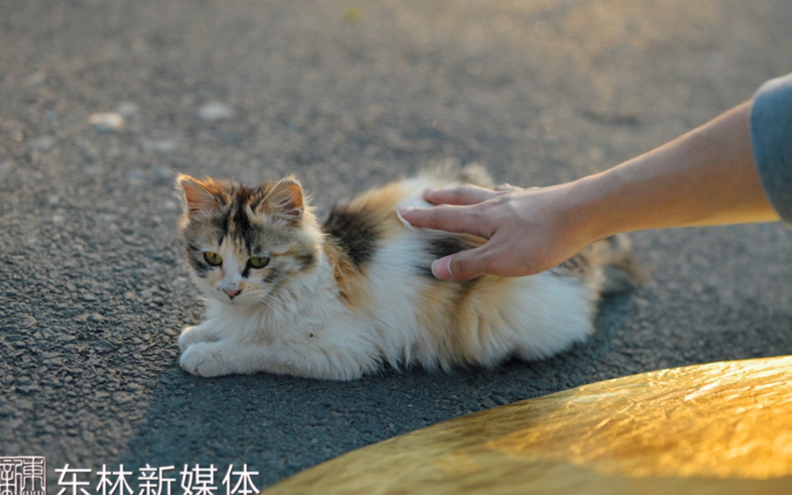 一起回顾过去的整个秋天陪伴我们的小动物吧哔哩哔哩bilibili