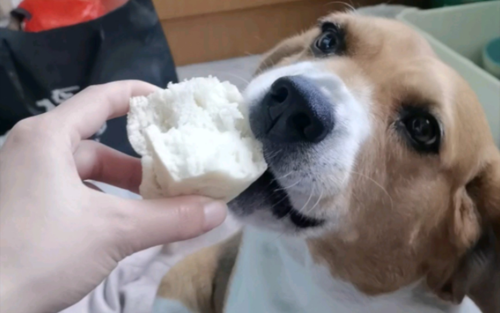 不蒸馒头争口气,你不让我吃我绝对不吃