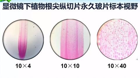 橘老师实验室 用显微镜观察植物根尖的永久切片 哔哩哔哩 Bilibili 橘老师实验室 用显微镜观察植物根尖的永久切片 哔哩哔哩 Bilibili