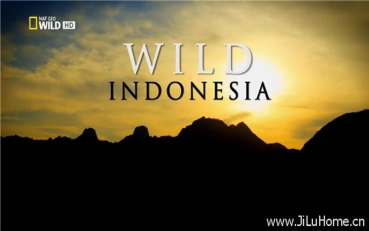 国家地理 印尼野生大地wild Indonesia 全3集英语中字 国家地理 印尼野生大地wild Indonesia 全3集英语中字