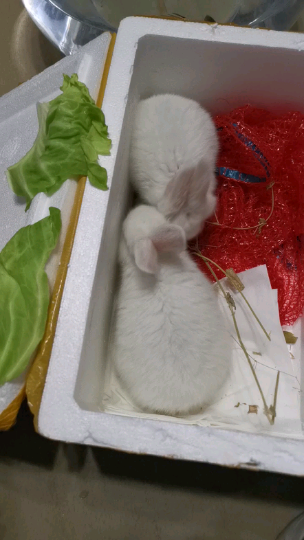 介绍一下我家兔子活泼的叫狗剩不活泼的叫二蛋