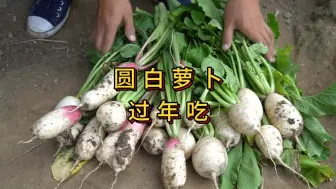 Download Video: 过年吃的萝卜种植方法