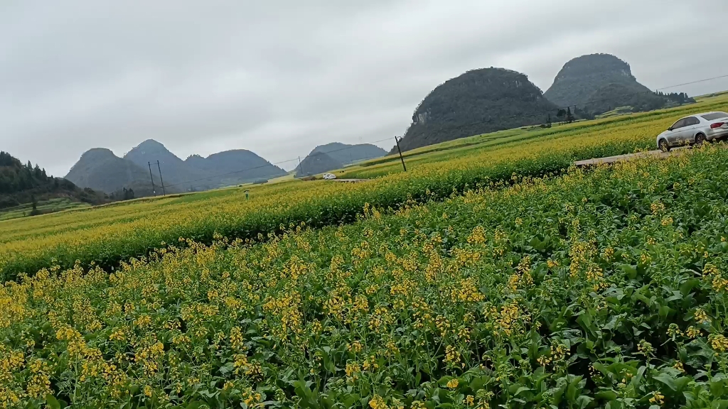 [图]家乡的油菜花开了