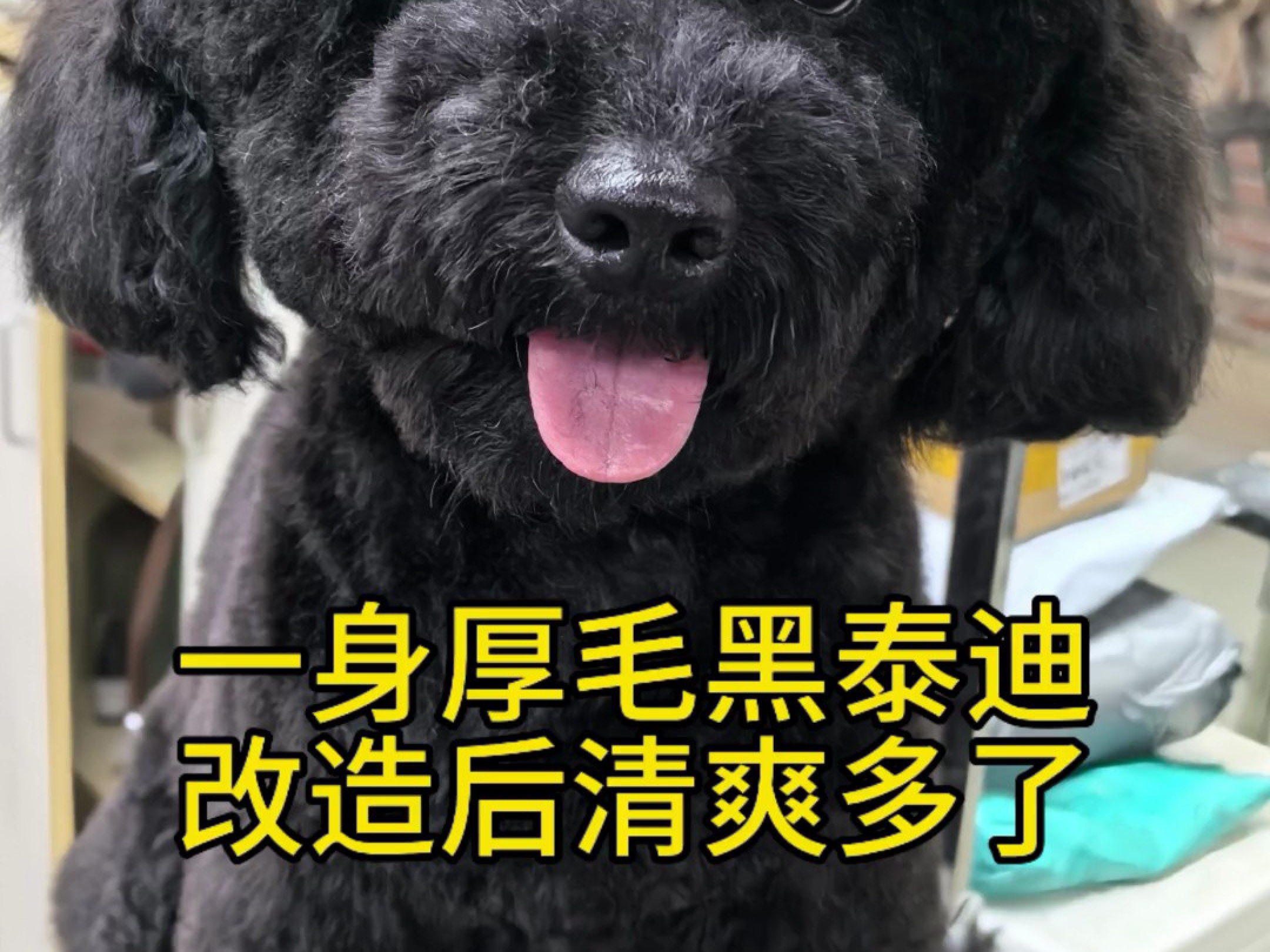 夏天到了,给一只黑泰迪狗狗剪个毛