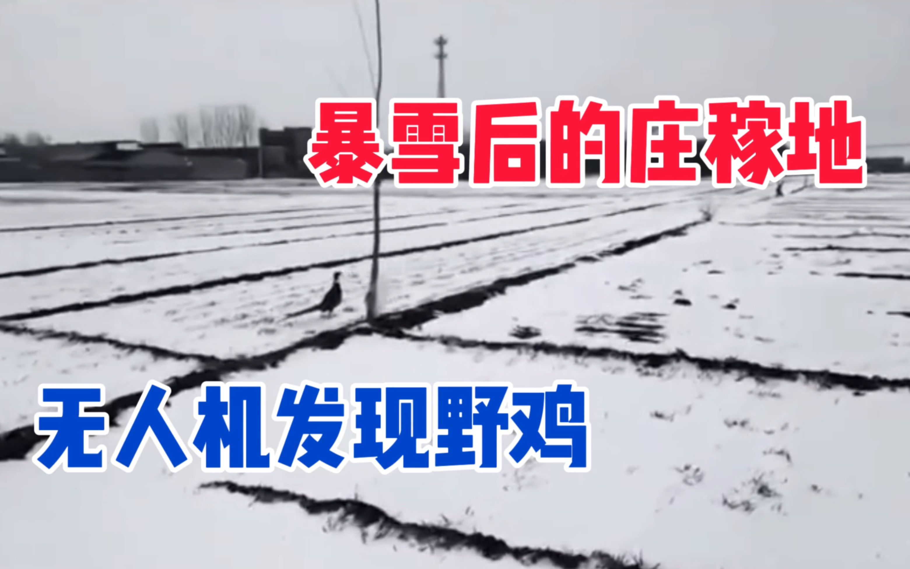 无人机航拍大雪后的景色,在田间地头偶遇几只小野鸡,户外实拍哔哩哔哩bilibili