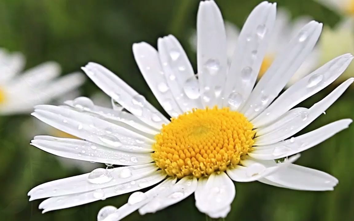 [图]深山雨声，雨打残菊（ 学习｜睡眠｜放松｜白噪音｜ 雨声）