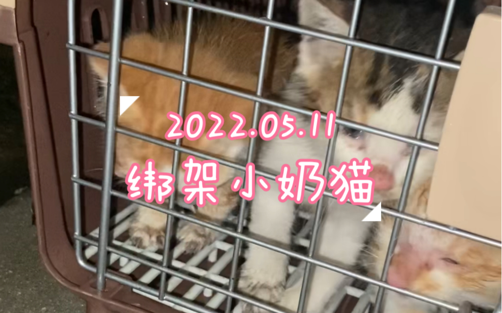 绑架小奶猫,希望能给他们找个温暖的家.哔哩哔哩bilibili