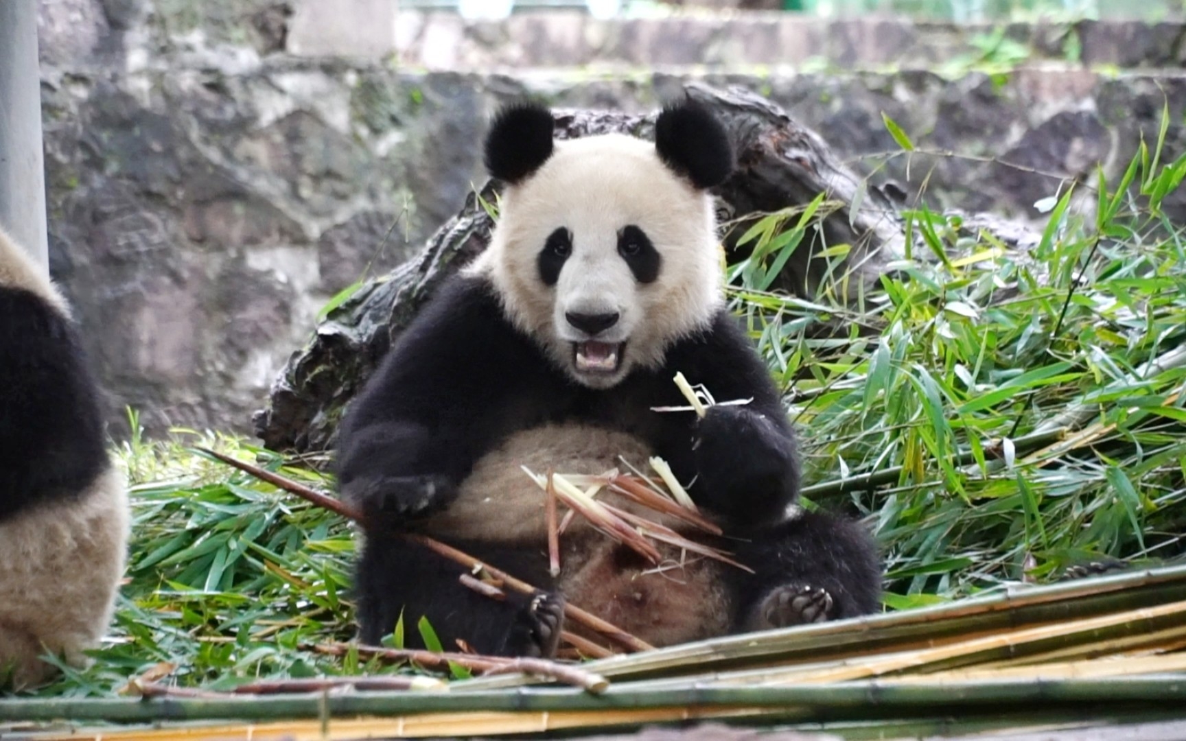 巢天骄:喜豆仔 被雀巢终生认养并命名