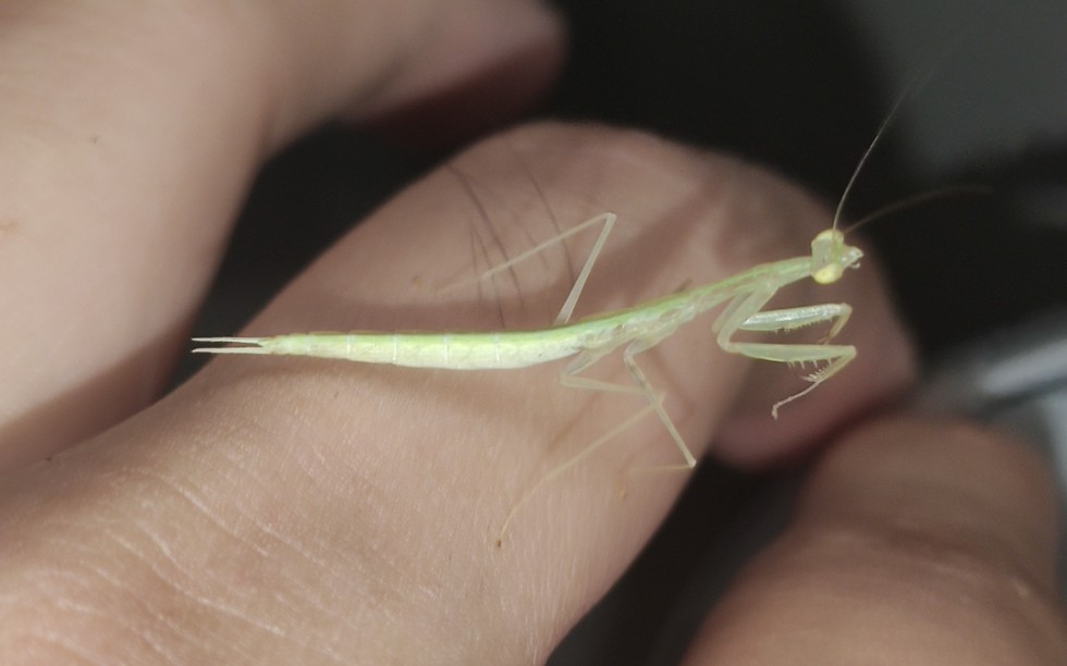 齿华螳螂捕食樱桃蟑螂