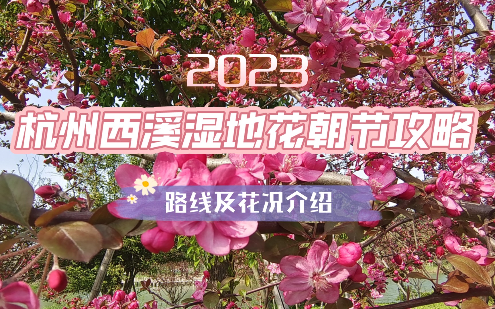 2023年杭州西溪湿地花朝节游览攻略,目前湿地植物开花情况介绍哔哩哔哩bilibili