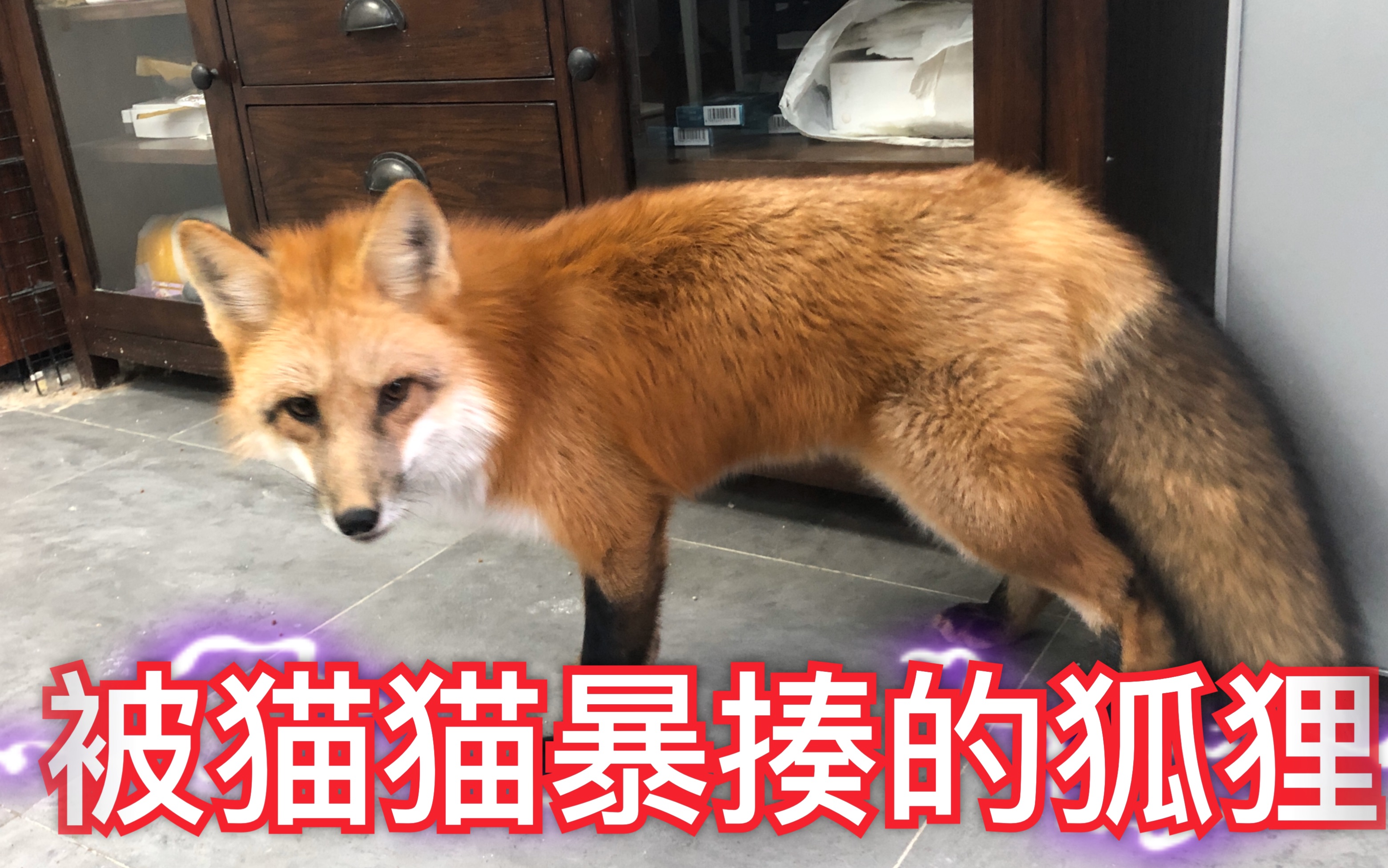 [图]【狐狸打不过猫？】狐狸被猫暴揍×n，史上最惨的狐狸ice，活在猫猫的阴影下【宠物狐狸】【赤狐】