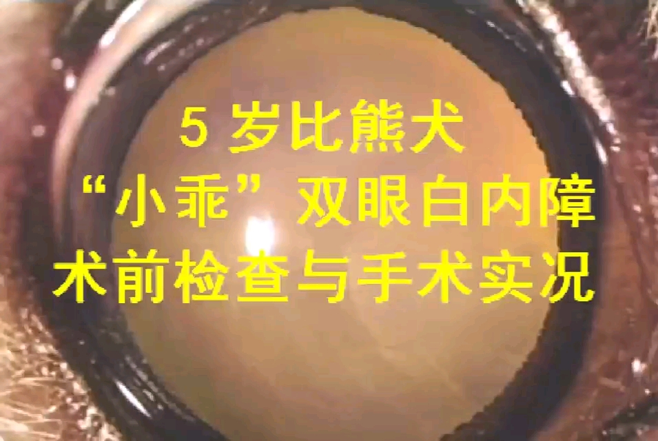 动物眼科手术—犬重度膨胀的白内障手术实况.术者:名视动物眼科总院长李铭哔哩哔哩bilibili