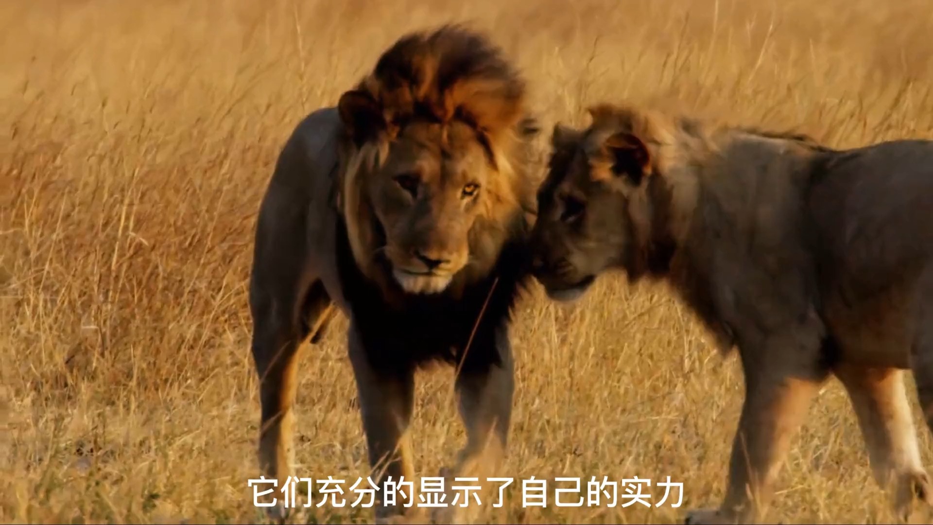 巅峰王朝的衰落,狮王赛柯卡玛遭遇儿子夺权,暴怒驱逐王子出境!