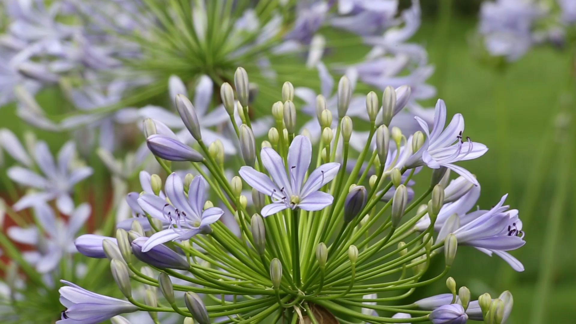 七月到成都漫花庄园采蓝百合