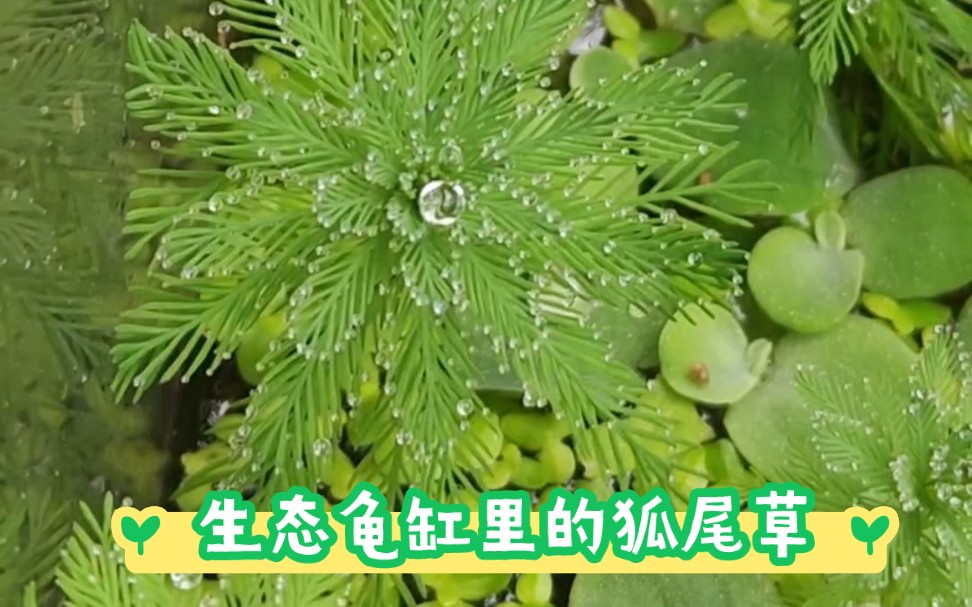 生态龟缸植物选择之狐尾草!哔哩哔哩bilibili