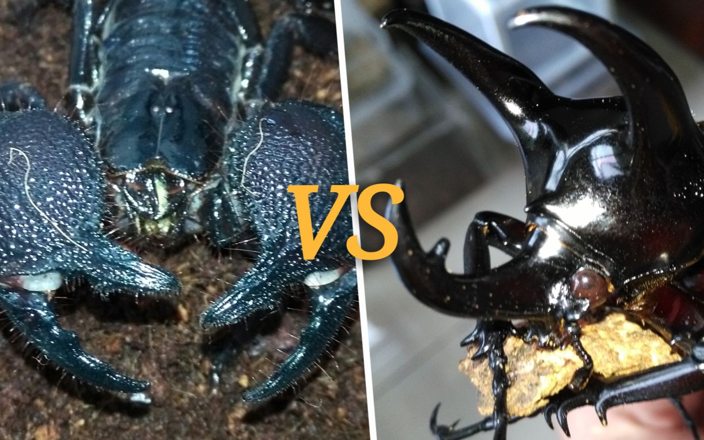 帝王蝎vs图片