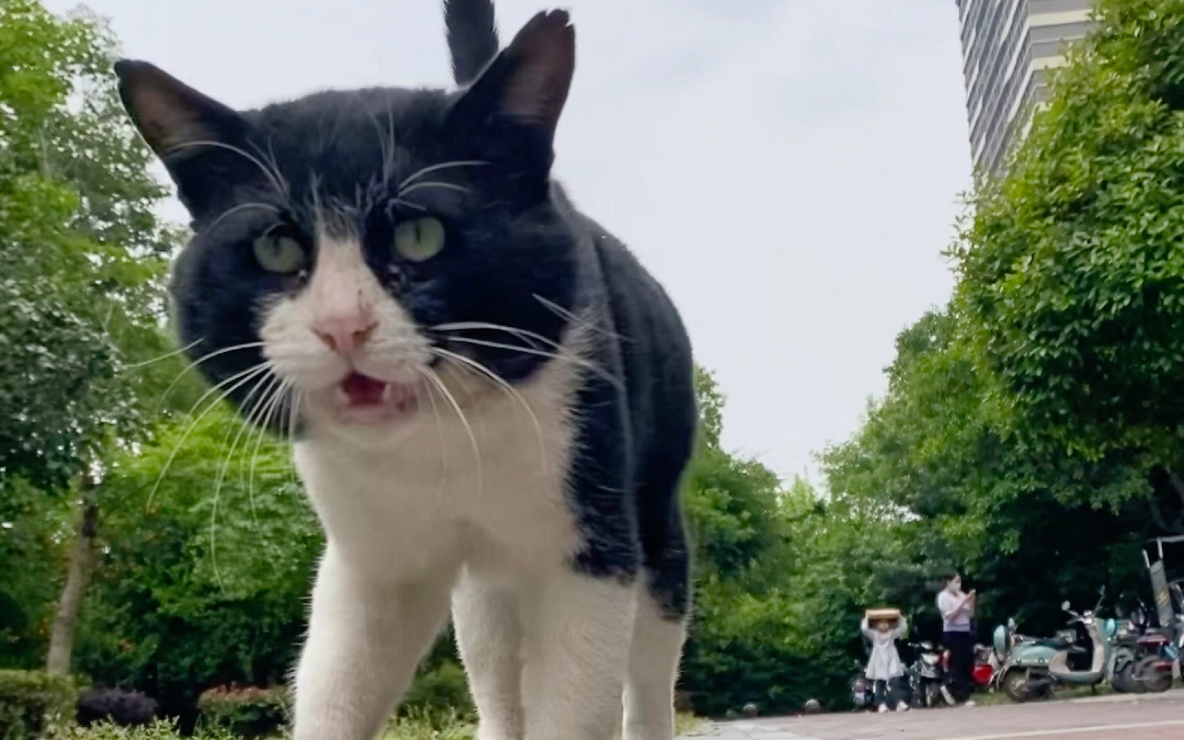 猫哥,好久不见_哔哩哔哩_bilibili