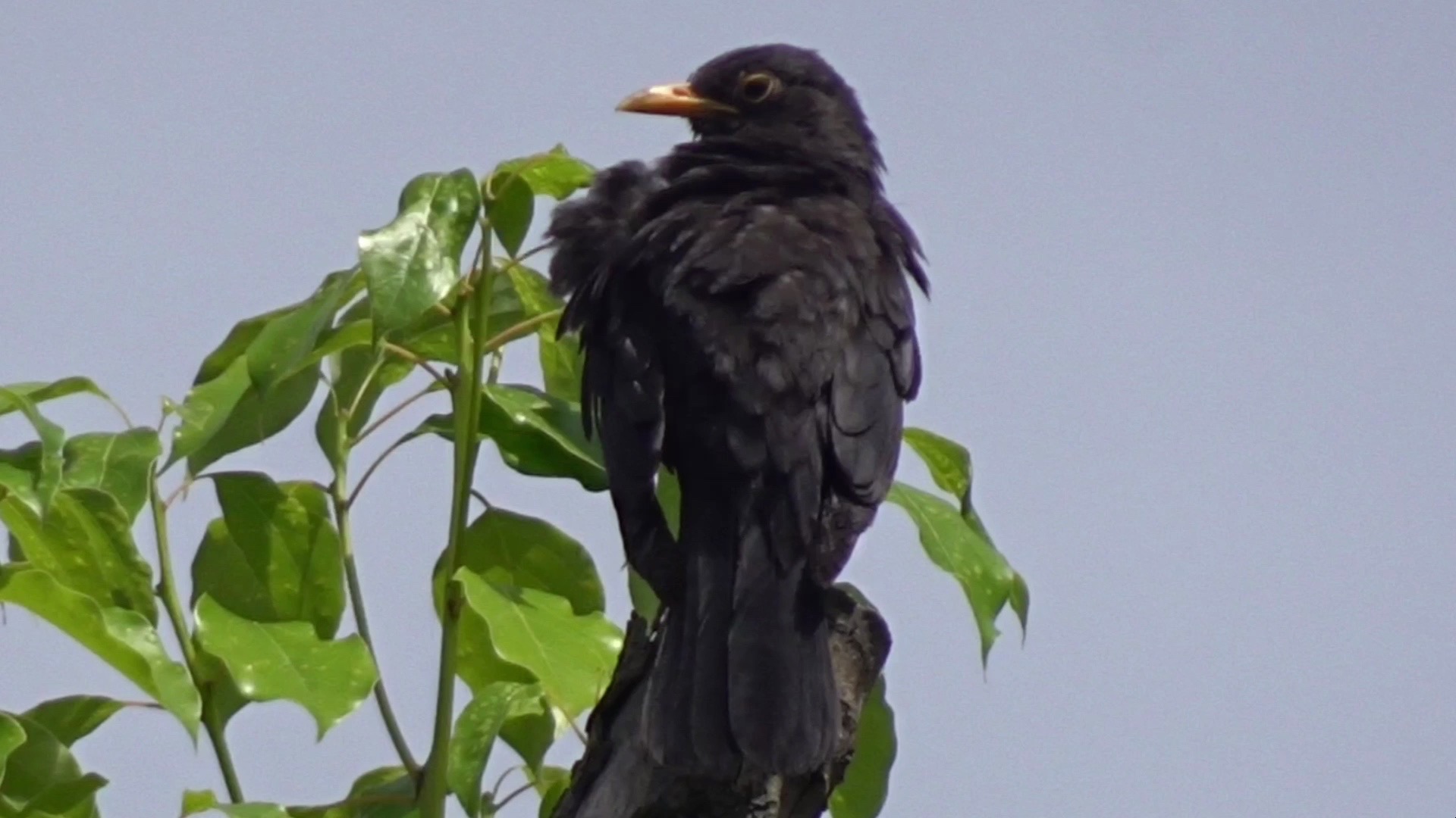 乌鸫给自己挠痒痒