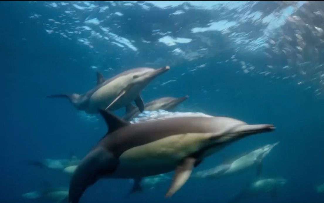 [图]BBC带你探索神秘、美丽又真实的海底世界，遇见不一样的海洋生物 | 《完美星球》